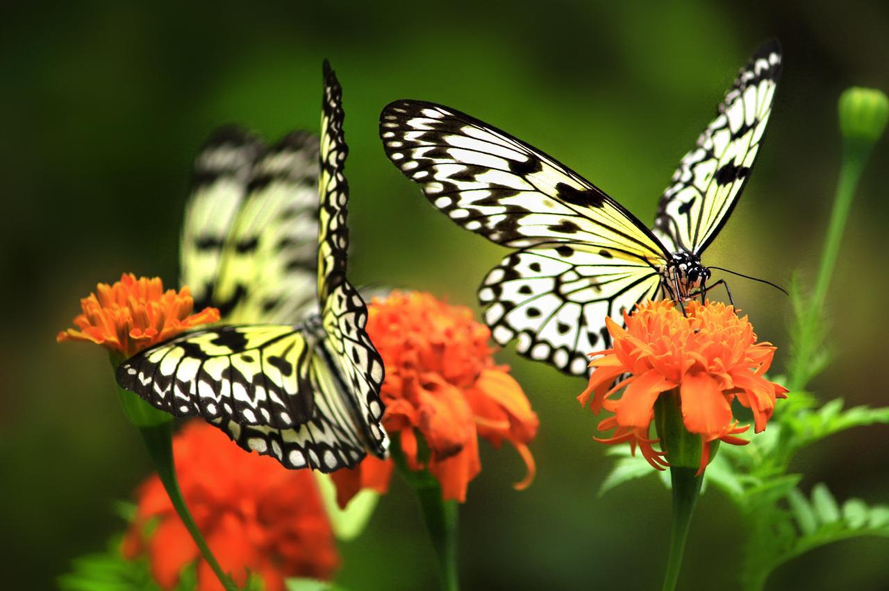Eden Nature Park And Resort Davao Екстер'єр фото