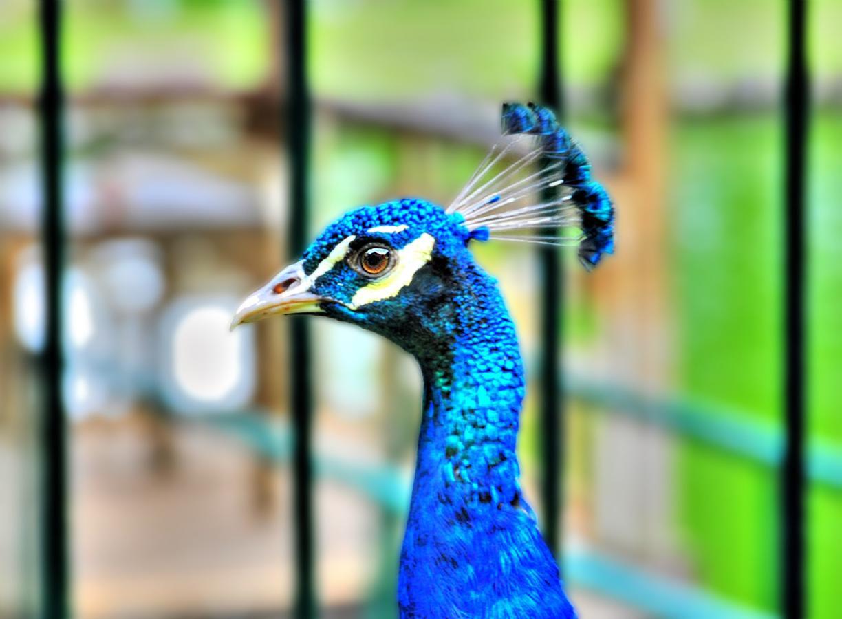 Eden Nature Park And Resort Davao Екстер'єр фото